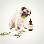 All You Need to Know About Dog Tinctures for CBD Pet Products